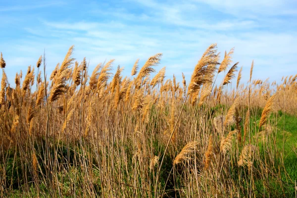 Hierba en día soleado — Foto de Stock