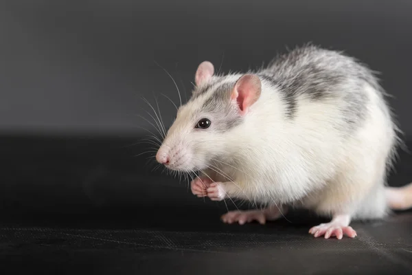 Domestic rat closeup — Stock Photo, Image