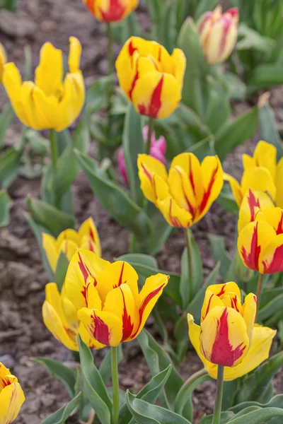 Tulipani giallo-rossi in primavera — Foto Stock