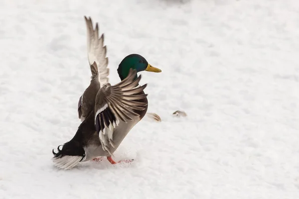 Pato no inverno — Fotografia de Stock