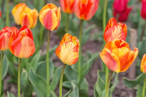 Tulipani gialli e rossi — Foto Stock