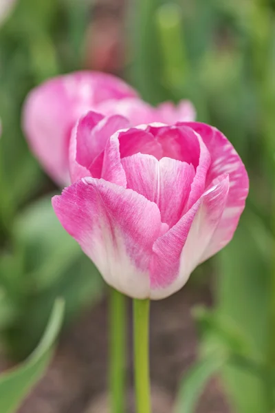 Pink tulip in the spring — Stock Photo, Image