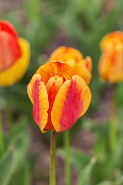 Tulipano primaverile da vicino — Foto Stock