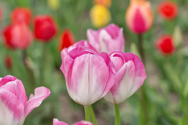 Tulipani lucenti nella primavera — Foto Stock
