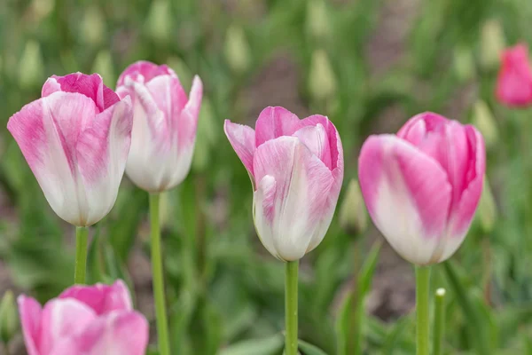 Pink tulips close up — Stock Photo, Image