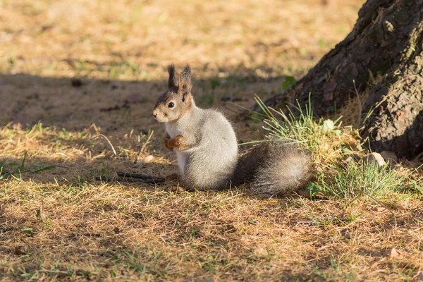 Eichhörnchen im Herbst — Stockfoto