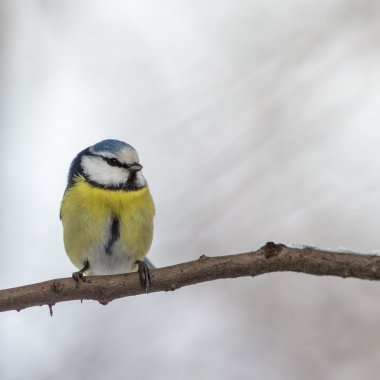 bir ağaç üzerinde Mavi baştankara