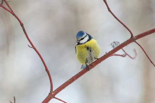 Sýkora modřinka sedící na větvi — Stock fotografie