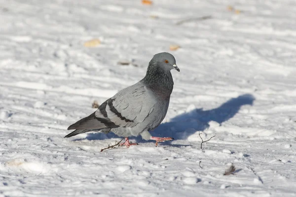 Dove is walking on the snow — Stock Photo, Image