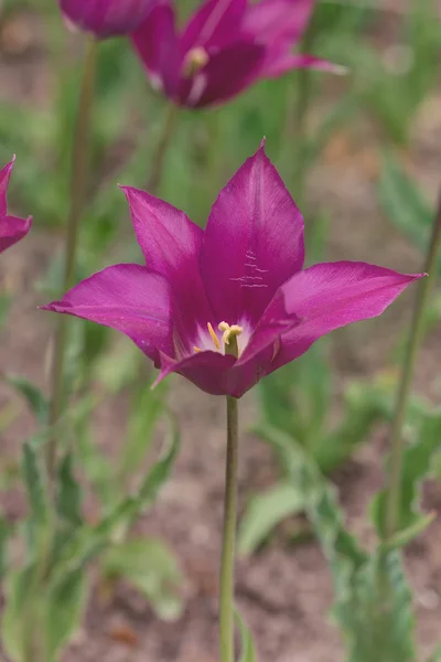 Tulipa roxa na primavera — Fotografia de Stock