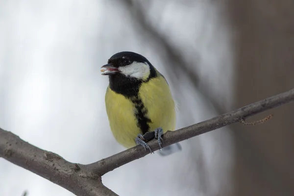 Tit comer uma semente — Fotografia de Stock