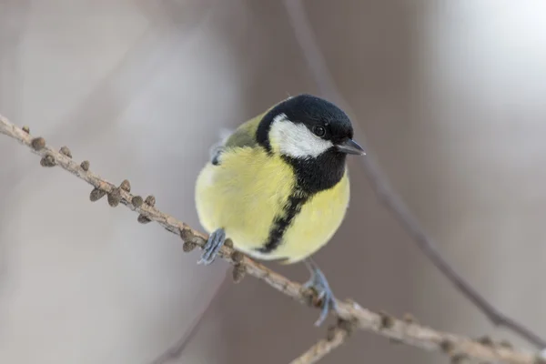 Titmouse fechar — Fotografia de Stock