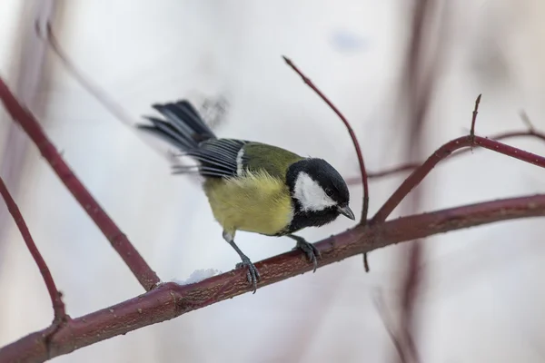 Titmouse em um ramo — Fotografia de Stock