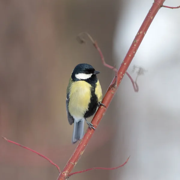 Tit em uma árvore — Fotografia de Stock