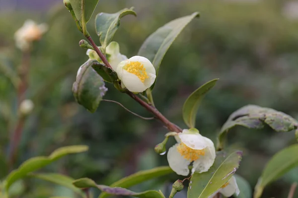 Tea bush close up — Stock Photo, Image