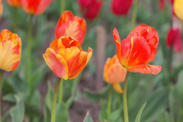 Tulipani in primavera primo piano — Foto Stock