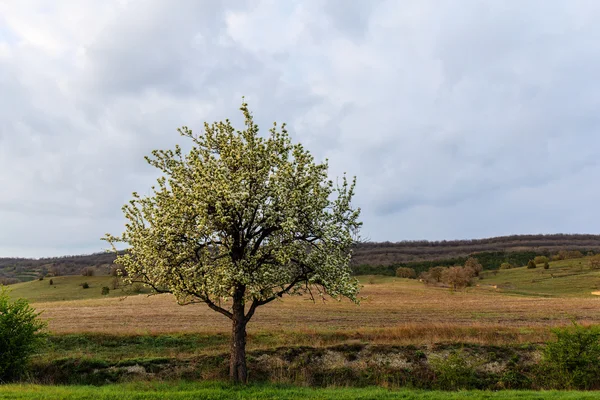 Lone spring tree — Stock Photo, Image