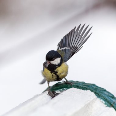 bankta aç baştankara