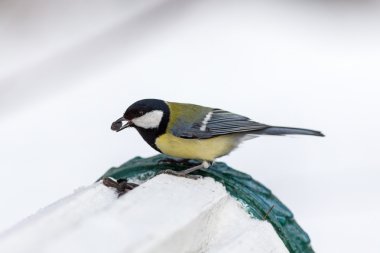 baştankara yakın çekim