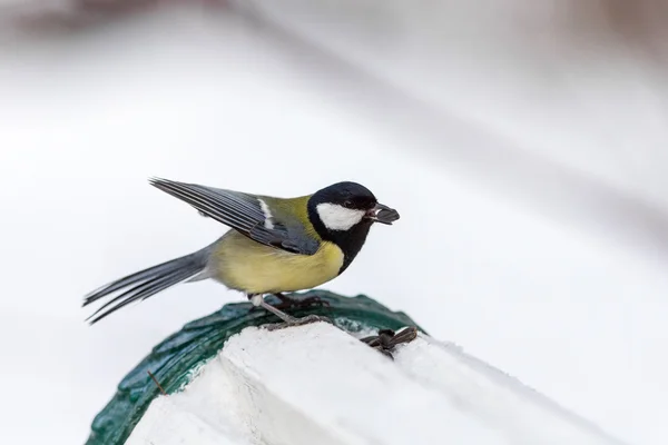 Portréja egy éhes titmouse — Stock Fotó