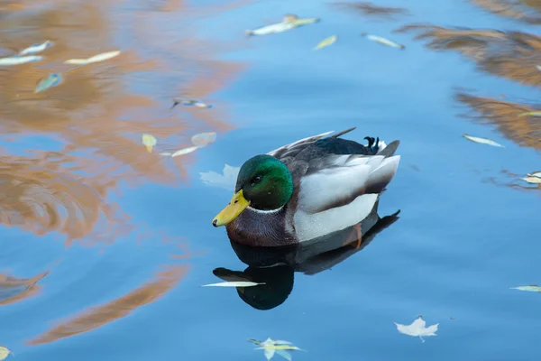 Pato nadando na água — Fotografia de Stock