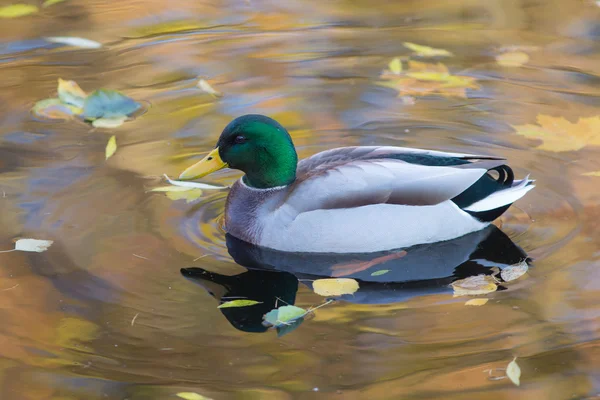 Anka simma i vatten närbild — Stockfoto