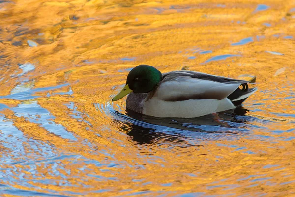 Утка в золотой воде — стоковое фото