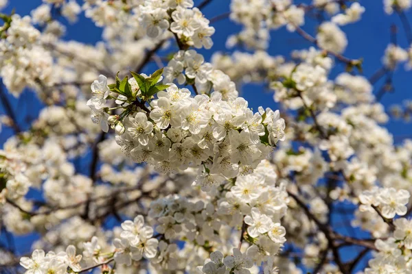 Rami dei fiori di ciliegio — Foto Stock