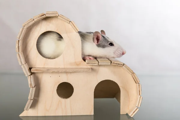 Rat dans une maison — Photo