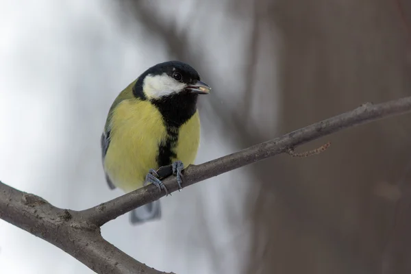 Titmouse jíst slunečnicová semena — Stock fotografie