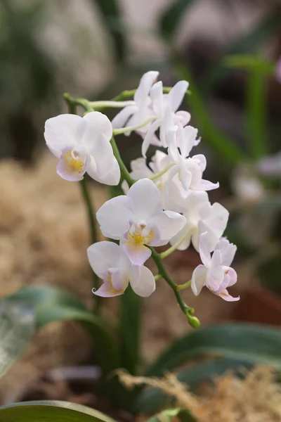 Brindille d'orchidée florissante — Photo