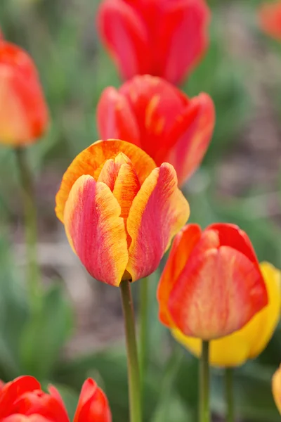 Tulipani primaverili lucenti — Foto Stock