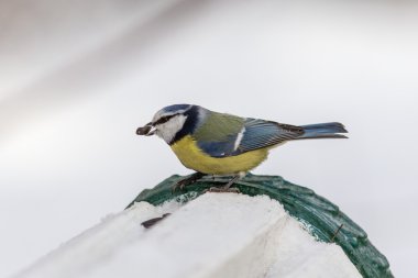 Bluetit tohum
