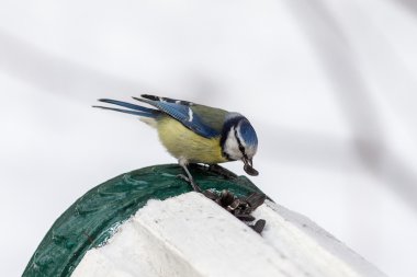 Bluetit ayçiçeği tohumu yiyor
