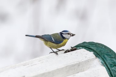 Mavi baştankara profili