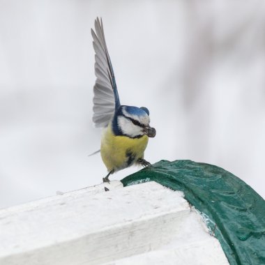 kanat bluetit