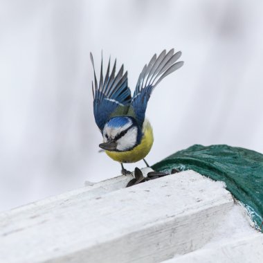 Mavi baştankara Wings