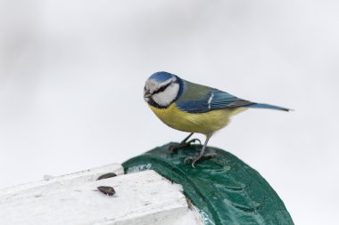 Mavi baştankara portresi