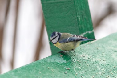 Mavi baştankara portresi