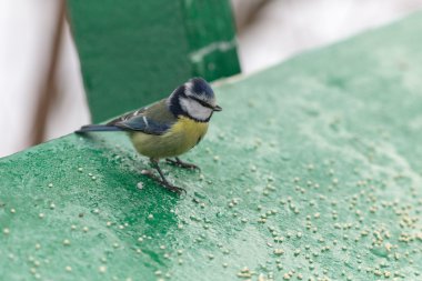 Kışın aç bluetit