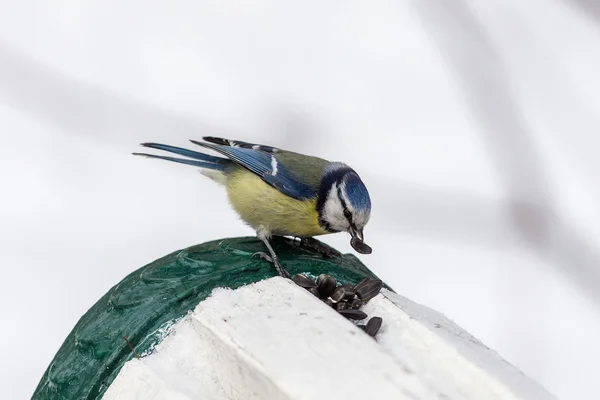 Il bluetit mangia semi di girasole — Foto Stock