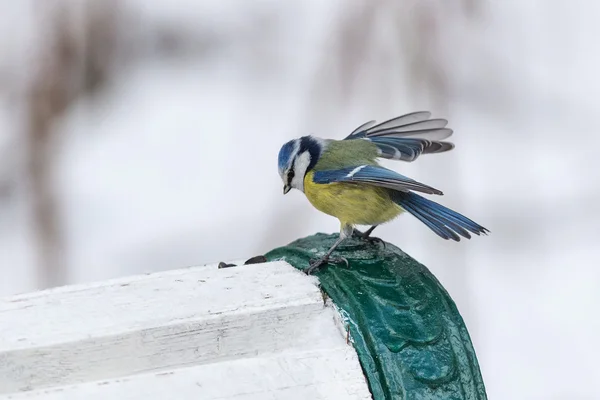 Bluetit no banco — Fotografia de Stock