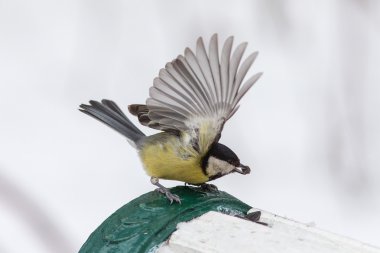 Aç baştankara portre