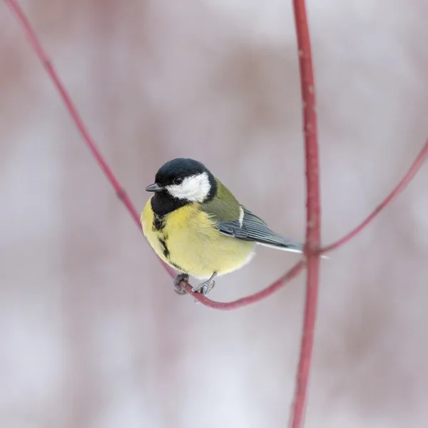 Porträtt av en tit — Stockfoto