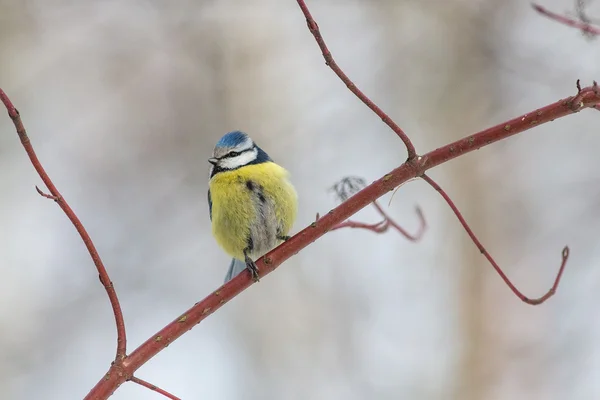 Retrato de la teta azul — Foto de Stock