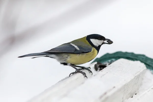 Hungriger Vogel im Profil — Stockfoto