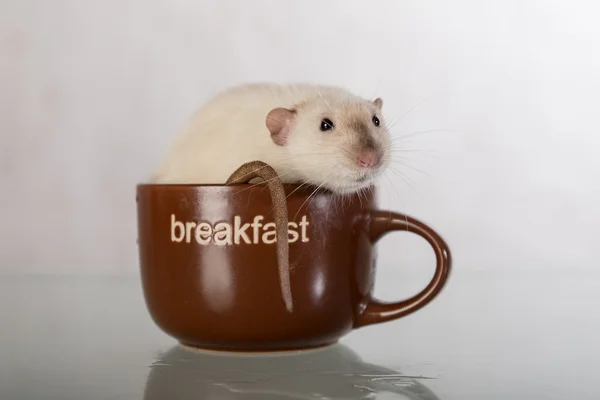 Funny domestic rat — Stock Photo, Image