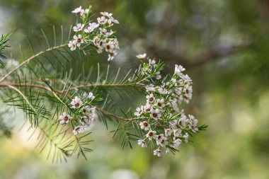 balmumu çiçekli çiçekli dalları