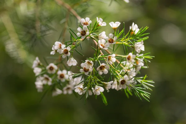 Branch with white flowers — Stock Photo, Image