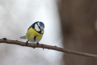 Mavi baştankara dal